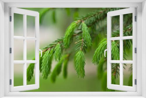 Fototapeta Naklejka Na Ścianę Okno 3D - Green spruce young needles. Close up of fresh needles on blurred background