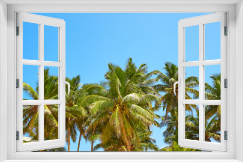 Fototapeta Naklejka Na Ścianę Okno 3D - Coconut palm trees against the blue sky.