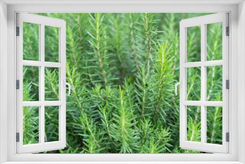 Fototapeta Naklejka Na Ścianę Okno 3D - Rosemary in herb garden ,macro close up leaf