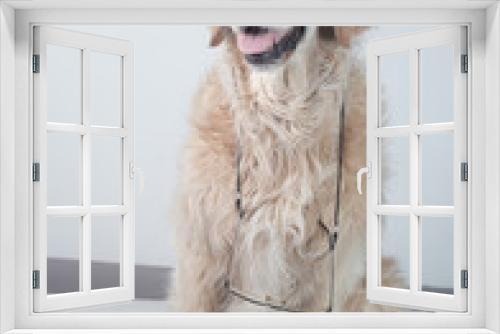 Fototapeta Naklejka Na Ścianę Okno 3D - Retrato perro de raza Golden retriever  con gafas