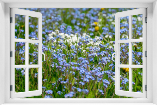 Fototapeta Naklejka Na Ścianę Okno 3D - spring meadow with beautiful flowers in the garden during spring, Forget not me, flowers