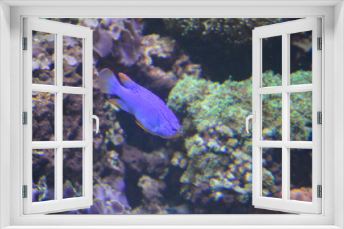 Fototapeta Naklejka Na Ścianę Okno 3D - Tropical fish in aquarium, Berlin
