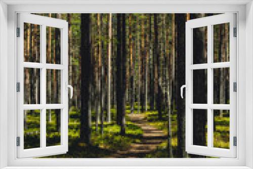Fototapeta Naklejka Na Ścianę Okno 3D - Pine forest in Karelia in summer