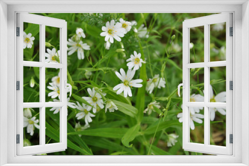 Fototapeta Naklejka Na Ścianę Okno 3D - white wild flowers