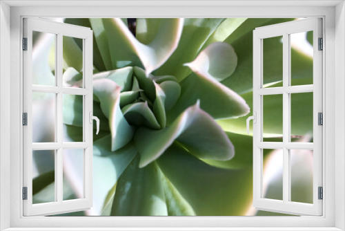 Fototapeta Naklejka Na Ścianę Okno 3D - Echeveria. Succulent with curly blue leaves and radial rosette.  Succulents, cacti and desert garden concepts. Light background with a beautiful exotic plant.