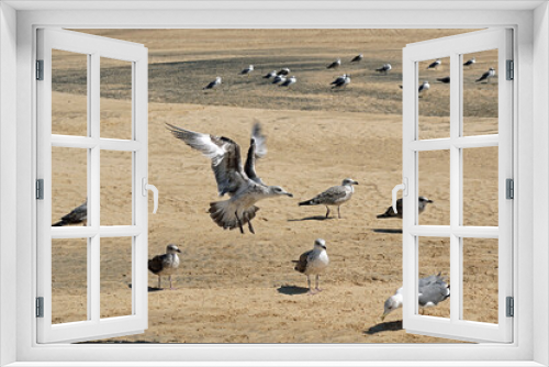 Fototapeta Naklejka Na Ścianę Okno 3D - A flock of seagulls is located on the beach by the ocean on a hot sunny day