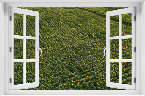 Fototapeta Naklejka Na Ścianę Okno 3D - Large field of yellow sunflowers in summer at sunset. Photo from above, from a drone. Agribusiness, agriculture, fresh produce, oil production.
