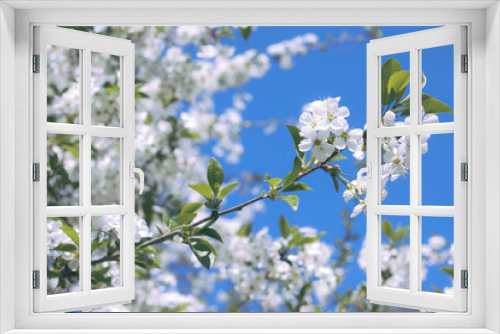 Fototapeta Naklejka Na Ścianę Okno 3D - Spring Time - an apple tree branch with flowers isolated on blue clear sky