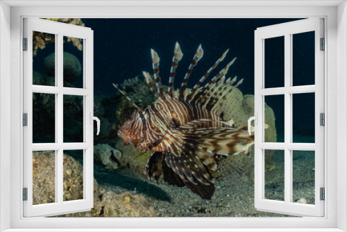 Fototapeta Naklejka Na Ścianę Okno 3D - Lion fish in the Red Sea colorful fish, Eilat Israel
