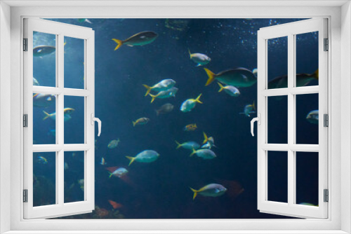 Fototapeta Naklejka Na Ścianę Okno 3D - Set of fish in the ocean