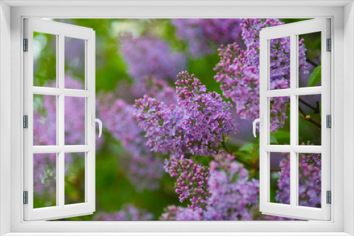 Fototapeta Naklejka Na Ścianę Okno 3D - Blooming lilacs purple spring on a clear day. Selective focus