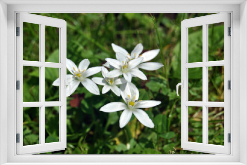 Fototapeta Naklejka Na Ścianę Okno 3D - white flowers in the garden