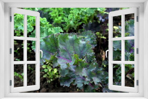 Fototapeta Naklejka Na Ścianę Okno 3D - Cabbage kale bushes purple and green close-up in the garden, selective focus.