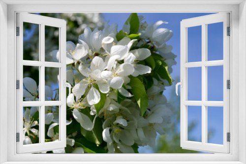 Fototapeta Naklejka Na Ścianę Okno 3D - White Flowers of a Tree
