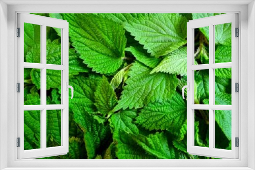 Fototapeta Naklejka Na Ścianę Okno 3D - Fresh stinging nettle (Urtica dioica) leaf pattern, black background. Nettle urticaceae green foliage close-up top view. Spring botanical wild nettle texture. Medicine herb common urtica dioica plant