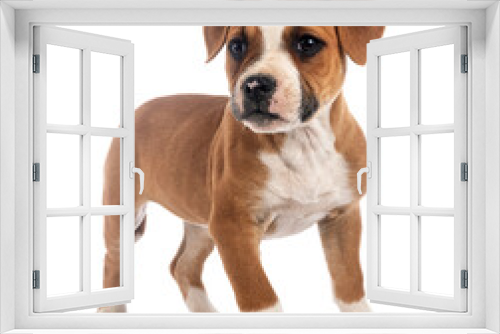 Fototapeta Naklejka Na Ścianę Okno 3D - puppy american bulldog