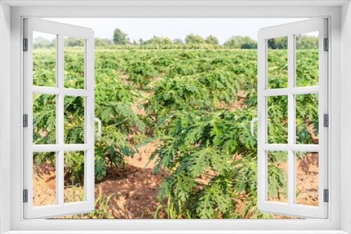 Fototapeta Naklejka Na Ścianę Okno 3D - Row of young fresh cassava plantations is growing in natural tapioca fields on the farm. The landscape of tropical food plants and a cash crop in Thailand. Season of planting cassava concept.