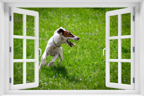 Fototapeta Naklejka Na Ścianę Okno 3D - The dog runs on the green grass