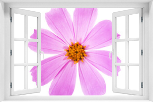 Fototapeta Naklejka Na Ścianę Okno 3D -  Pink Cosmos flower isolated on white background. Garden Cosmos