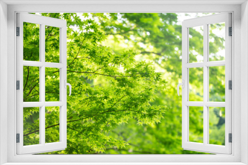 Fototapeta Naklejka Na Ścianę Okno 3D - 新緑の葉