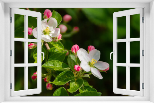 Fototapeta Naklejka Na Ścianę Okno 3D - White flowers and pink unopened Apple tree buds