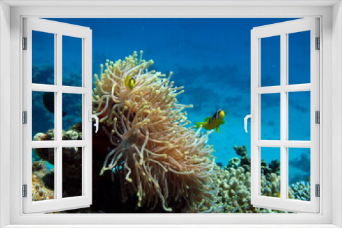 Fototapeta Naklejka Na Ścianę Okno 3D - Nemo. Clown fish, amphiprion (Amphiprioninae). Red sea clown fish.