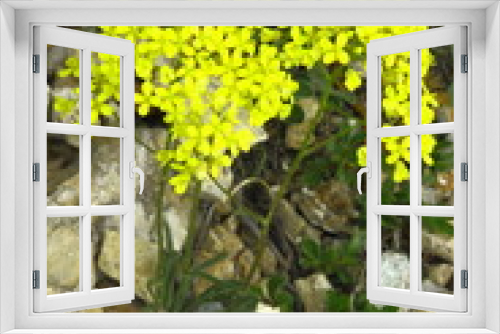 Fototapeta Naklejka Na Ścianę Okno 3D - Gewöhnliches Brillenschötchen, Biscutella laevigata ssp. laevigata