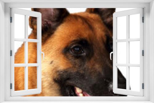 Fototapeta Naklejka Na Ścianę Okno 3D - Beldian Mailnois  shepherd dog