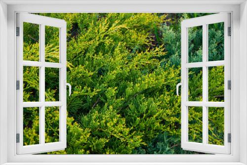 Fototapeta Naklejka Na Ścianę Okno 3D - Beautiful green thuja. Green leaves close-up top view.