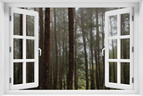 Fototapeta Naklejka Na Ścianę Okno 3D - pine forest in the morning