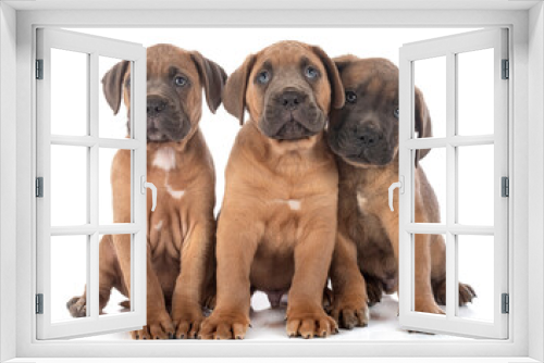 Fototapeta Naklejka Na Ścianę Okno 3D - puppies cane corso