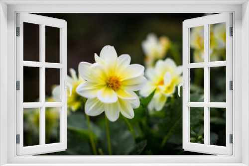 Fototapeta Naklejka Na Ścianę Okno 3D - Gelbe Anemone blüht im Garten