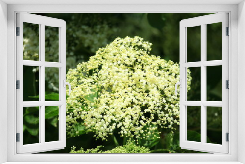 Fototapeta Naklejka Na Ścianę Okno 3D - Elderberry (Sambucus) flowers in spring