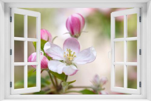 Fototapeta Naklejka Na Ścianę Okno 3D - Spring Blossom - plum tree flowers before fruits appear. 