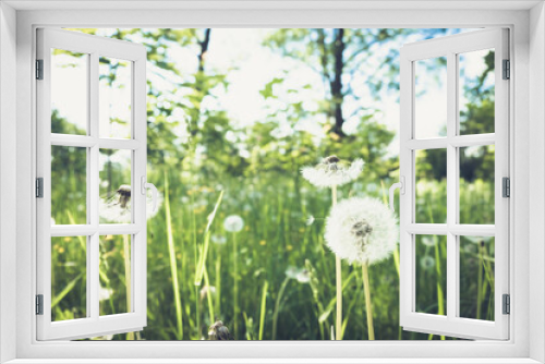 Fototapeta Naklejka Na Ścianę Okno 3D - Dandelion on a green meadow