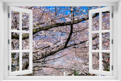 Fototapeta Naklejka Na Ścianę Okno 3D - 東京 中目黒の桜