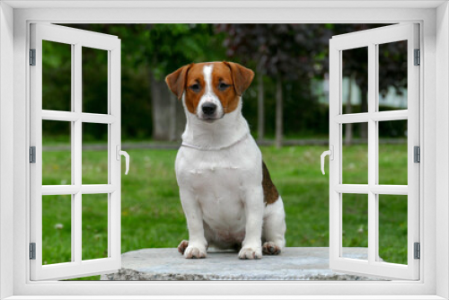 Fototapeta Naklejka Na Ścianę Okno 3D - Jack russel terrier face, close up outdoors portrait. 