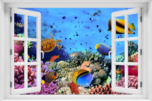 Fototapeta Naklejka Na Ścianę Okno 3D - Photo of a coral colony on a reef, Egypt