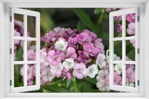 Fototapeta Naklejka Na Ścianę Okno 3D - Selective focus close up pink Sweet William flower.