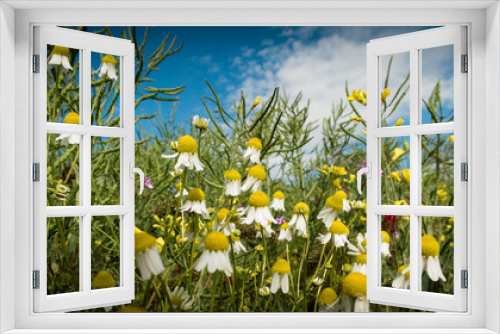 Fototapeta Naklejka Na Ścianę Okno 3D - Chamomiles in the meadow. Summer flower background. Natural flower background.