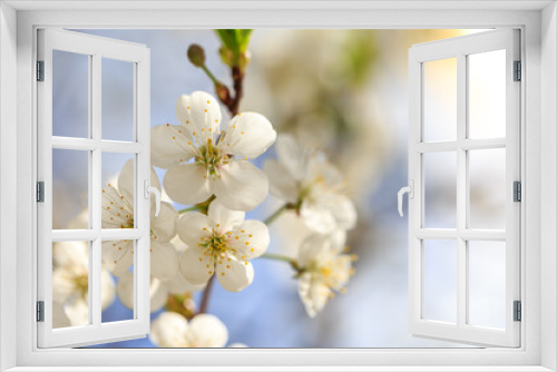 Fototapeta Naklejka Na Ścianę Okno 3D - Blossoming tree branch with blue sky background macro