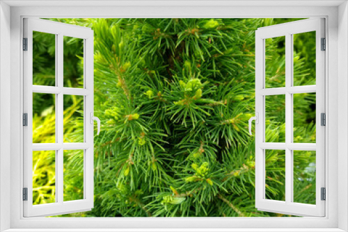 Fototapeta Naklejka Na Ścianę Okno 3D - Picea glauca var. albertiana 'Conica'