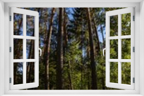Fototapeta Naklejka Na Ścianę Okno 3D - Panorama of a German pine forest 
