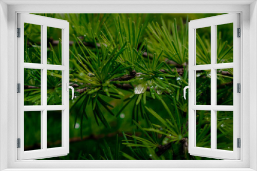 Fototapeta Naklejka Na Ścianę Okno 3D - green pine needles