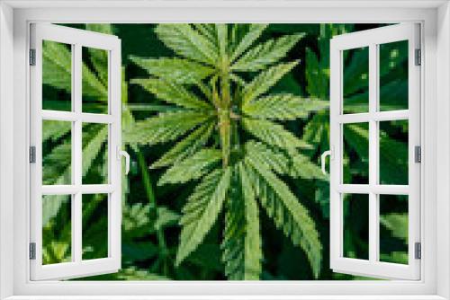 Fototapeta Naklejka Na Ścianę Okno 3D - Wild Cannabis plants