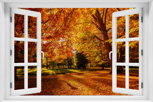Fototapeta Naklejka Na Ścianę Okno 3D - Autumn landscape beautiful colored trees at the park, glowing in sunlight. wonderful picturesque background. color in nature. gorgeous view. Amazing Nature scenery.