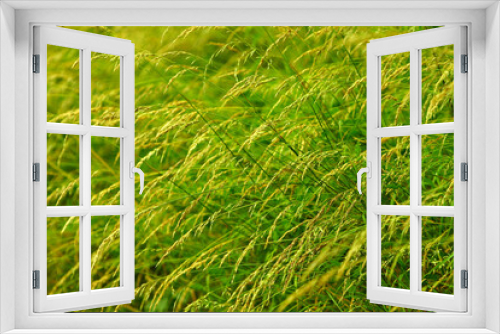 Fototapeta Naklejka Na Ścianę Okno 3D - Close-up of long grass in grass feild at summer.