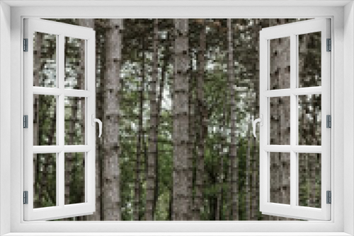 Fototapeta Naklejka Na Ścianę Okno 3D - spruce fir tall trees in the park. High quality photo