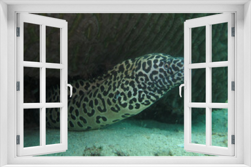 Fototapeta Naklejka Na Ścianę Okno 3D - Moray eel found within coral reef area at Tioman island, Malaysia