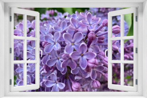 Fototapeta Naklejka Na Ścianę Okno 3D - blooming lilac branch in spring